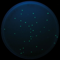 Escherichia coli K12 HB101 mit GFP